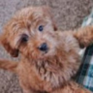 Meet your Posher, Steph